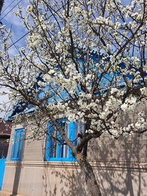 Casa Ivana primăvara